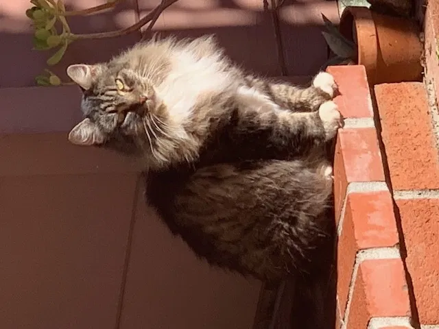 Lost cat in Novato, CA, 94947
