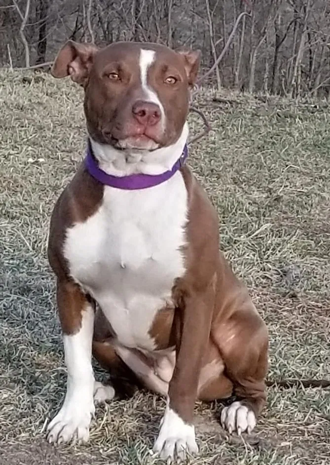 Lost dog in Smithville, MO, 64089