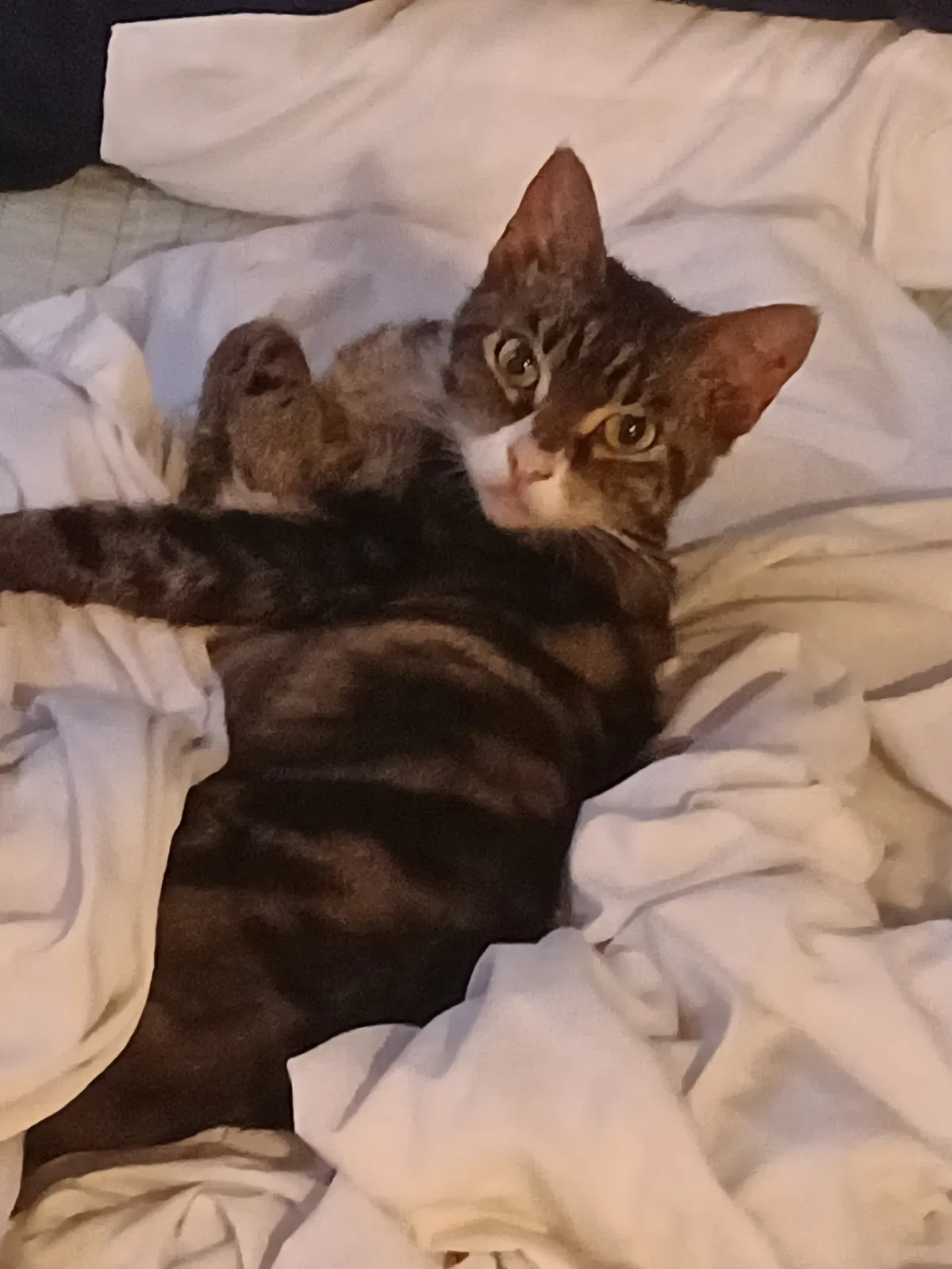 Lost cat in Largo, FL, 33771