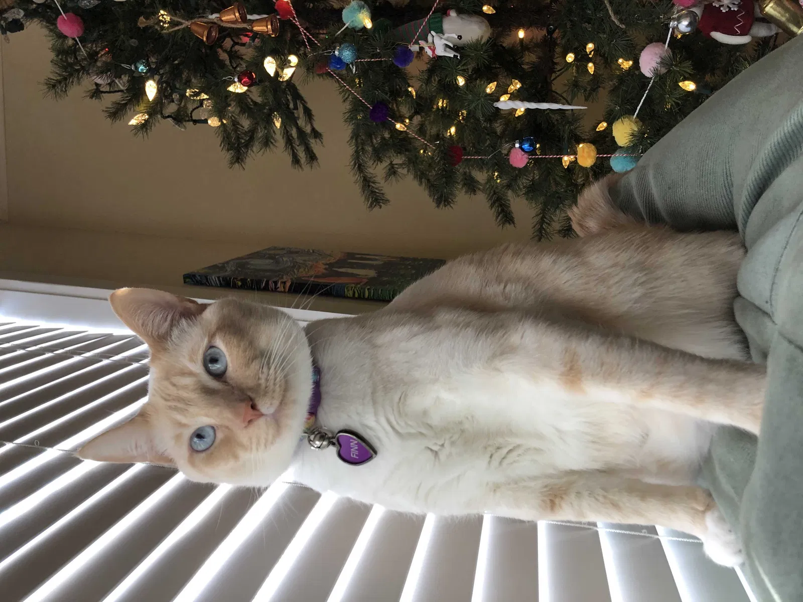 Lost cat in Athens, GA, 30601