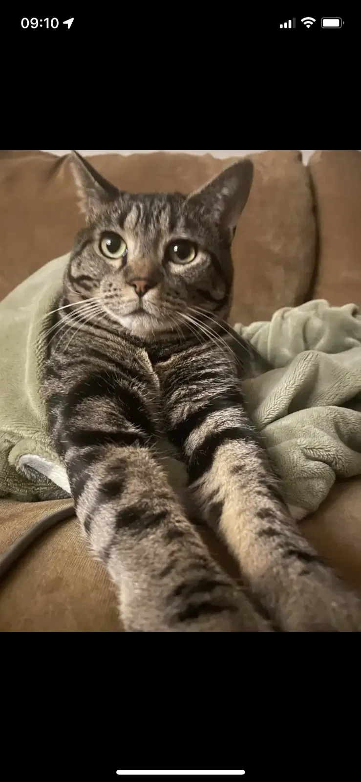 Lost cat in O Fallon, MO, 63366