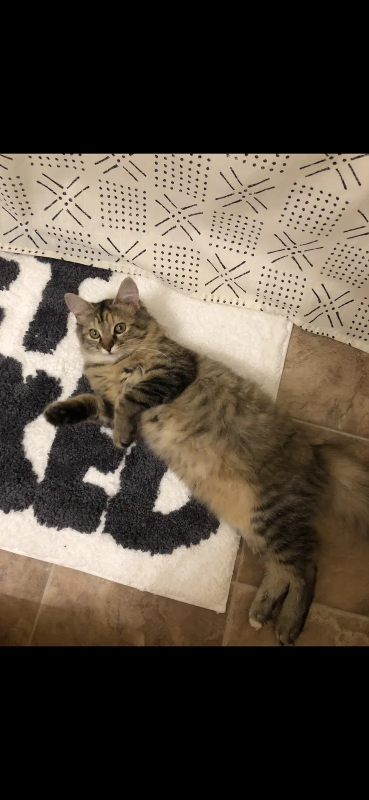 Lost cat in Granger, IN, 46530