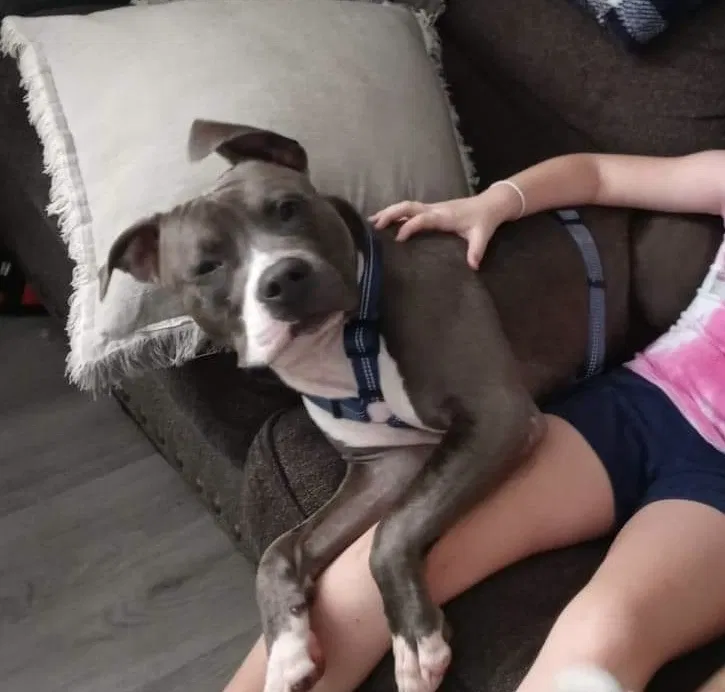 Lost dog in Baton Rouge, LA, 70805