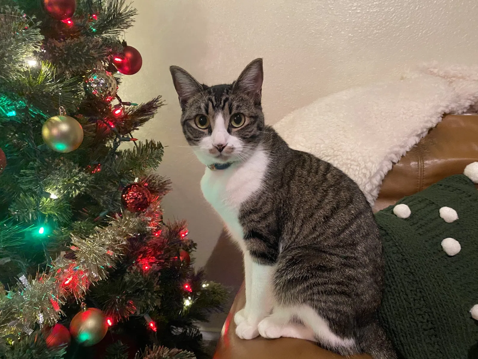 Lost cat in Abilene, TX, 79606