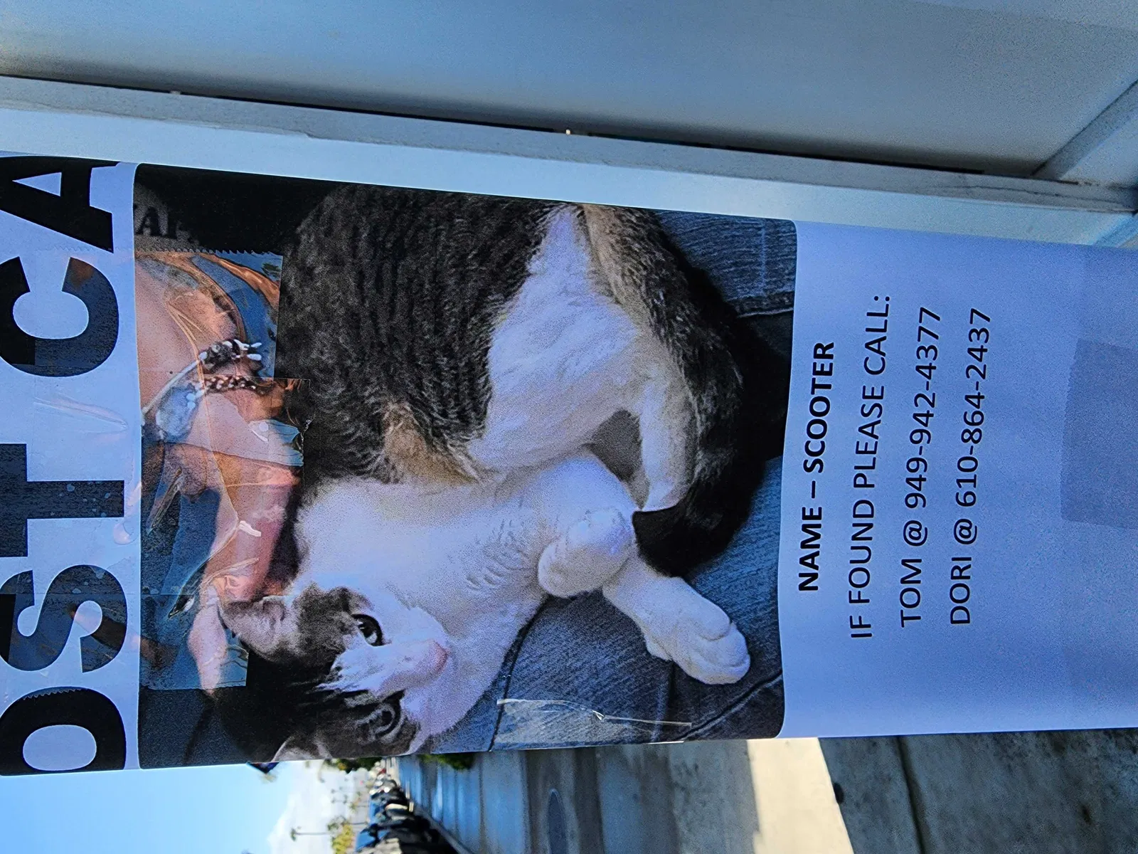 Lost cat in Newport Beach, CA, 92663