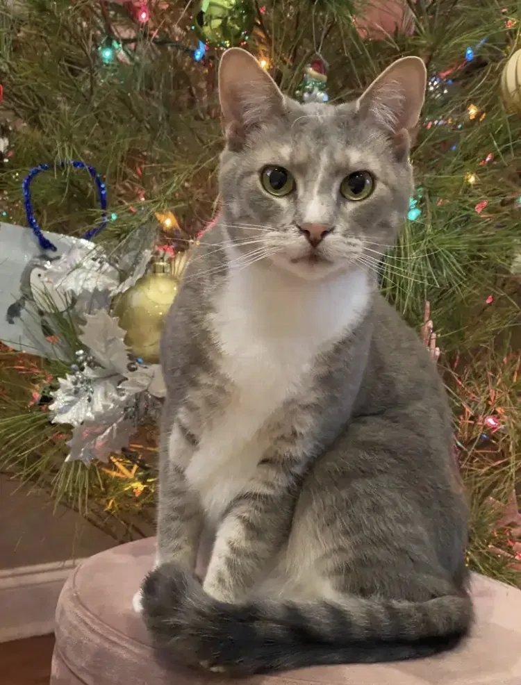 Lost cat in Sanford, NC, 27332