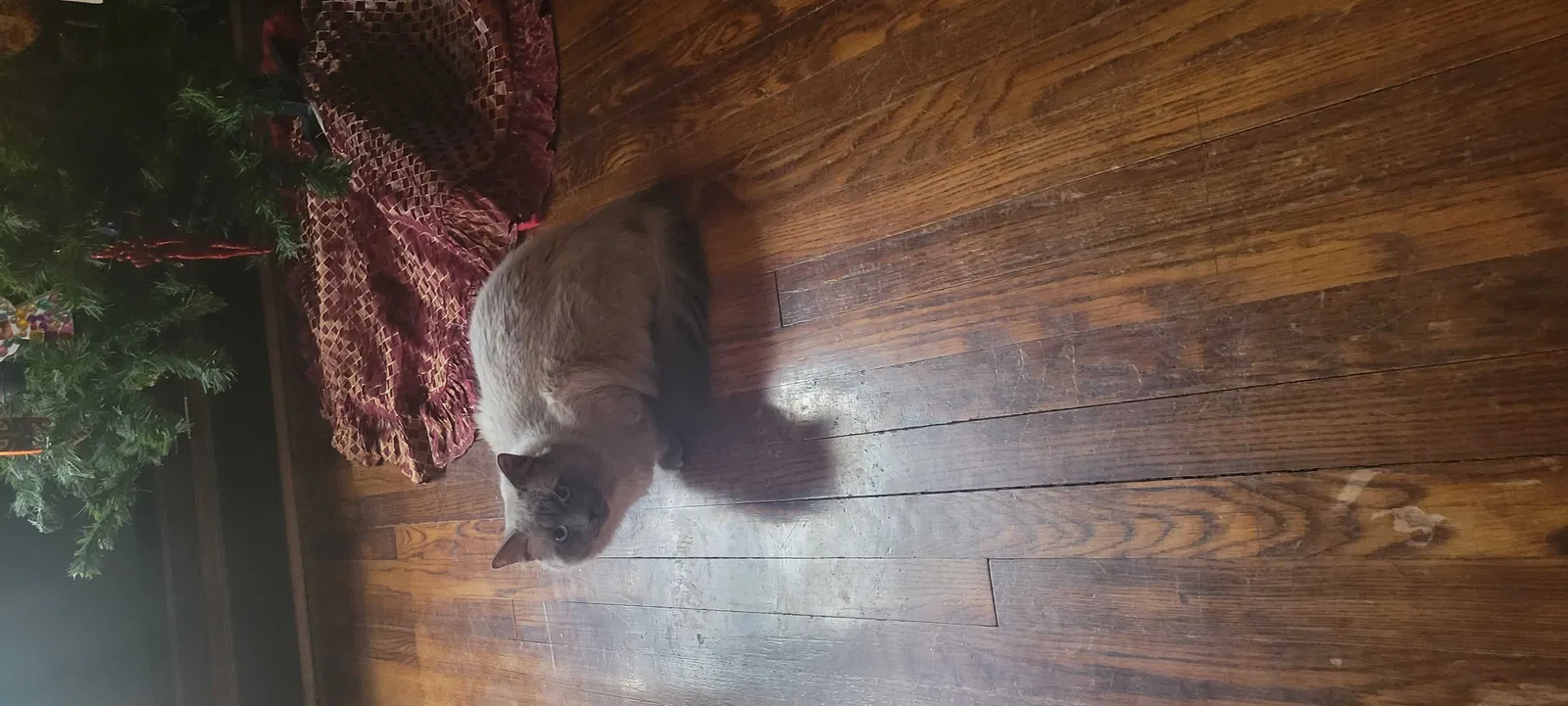 Lost cat in Wichita, KS, 67208