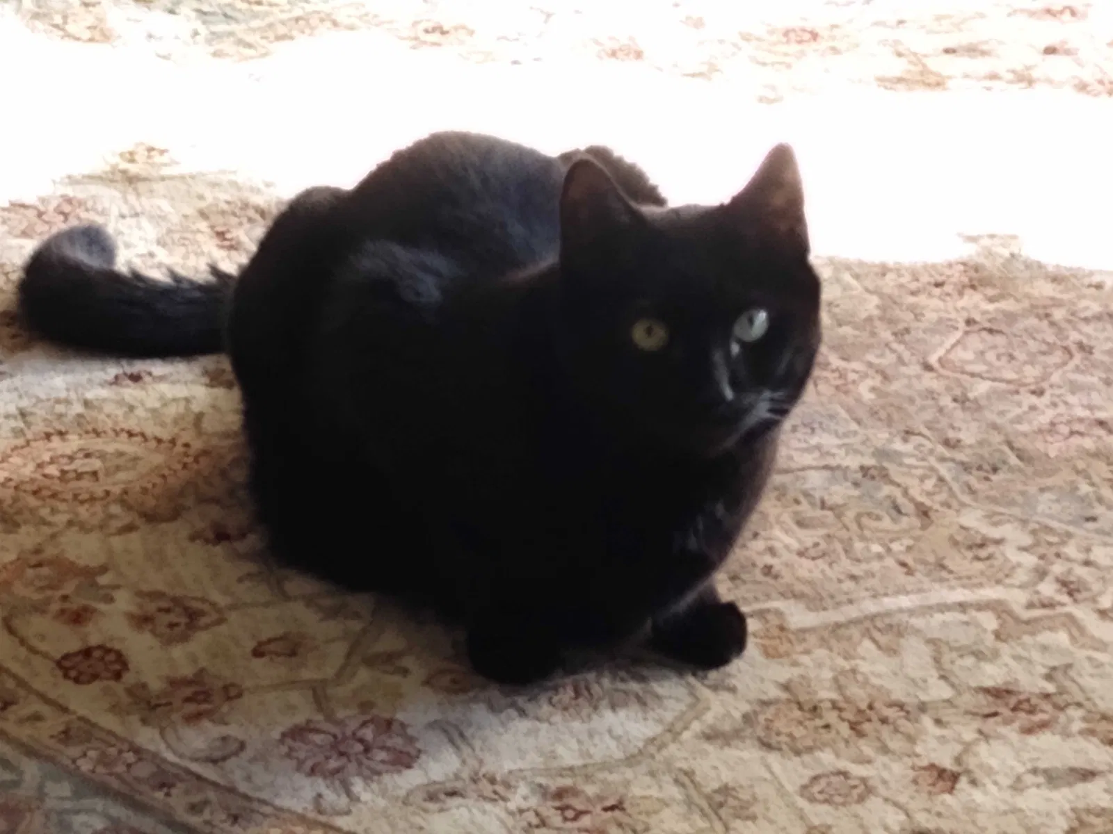 Lost cat in Wake Forest, NC, 27587
