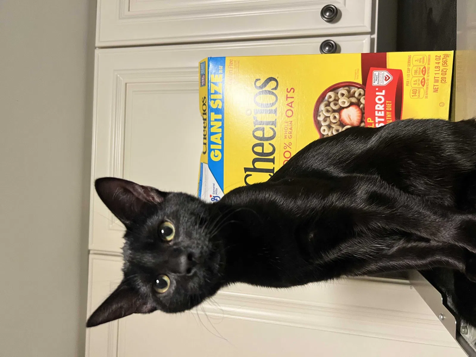 Lost cat in Kansas City, MO, 64137