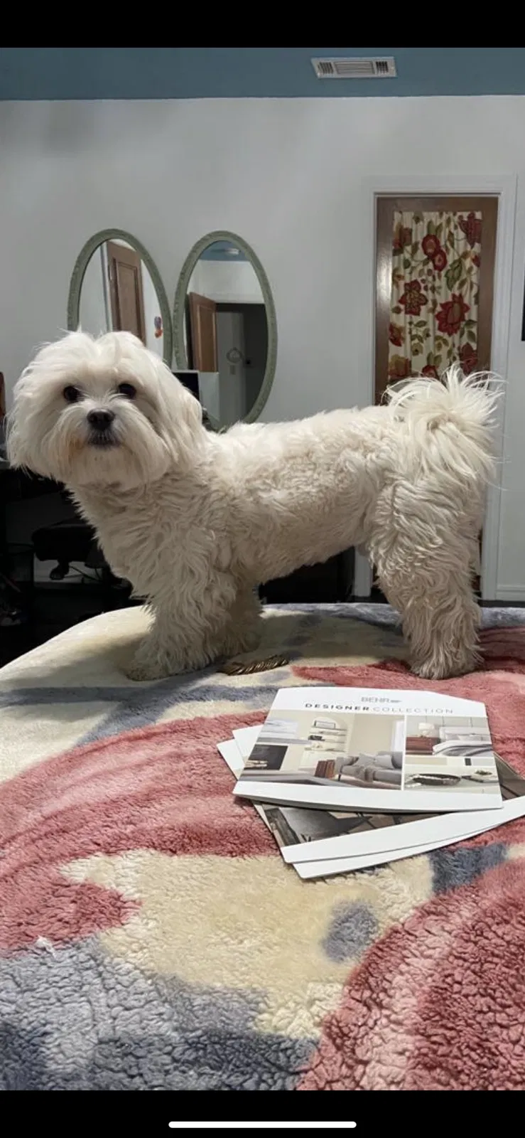 Lost dog in Oklahoma City, OK, 73119