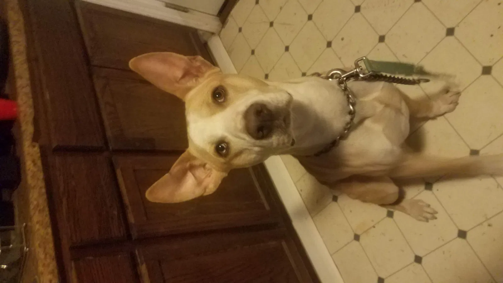Lost dog in San Antonio, TX, 78207
