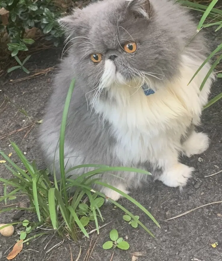 Lost cat in Spring, TX, 77382