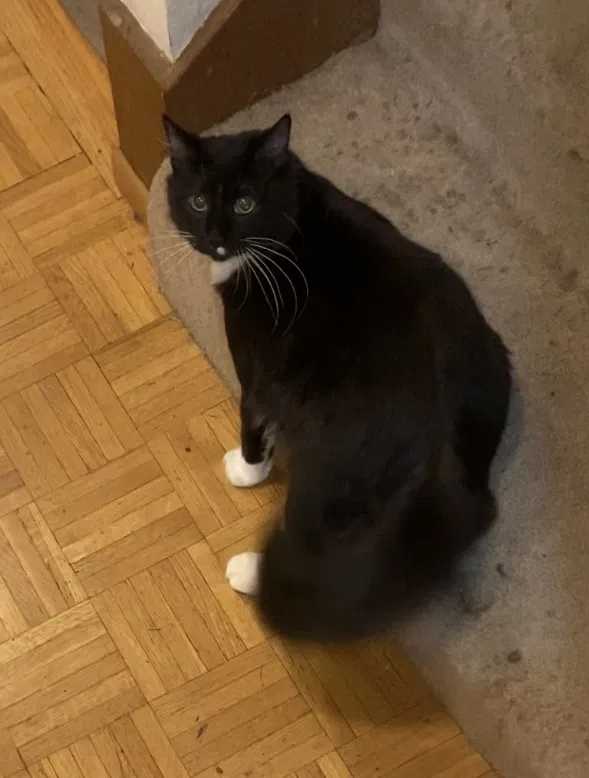 Lost cat in Bellevue, WA, 98005