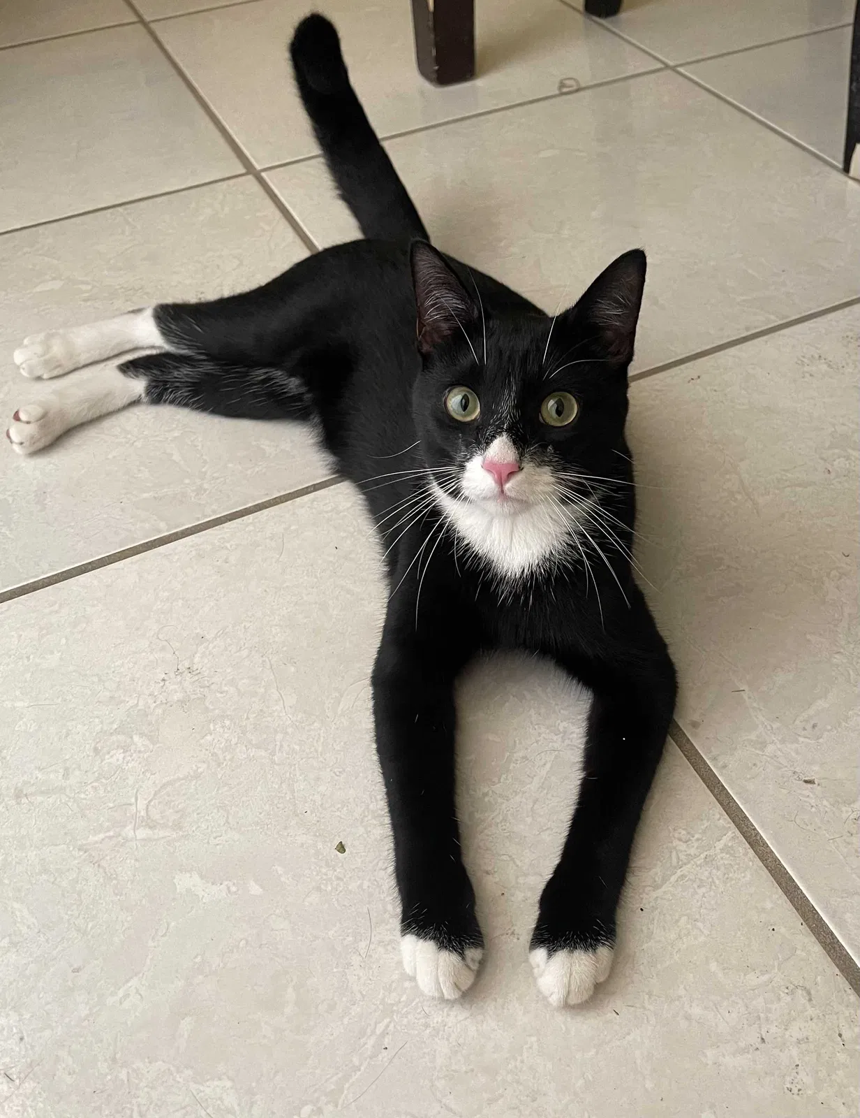 Lost cat in Hollywood, FL, 33021