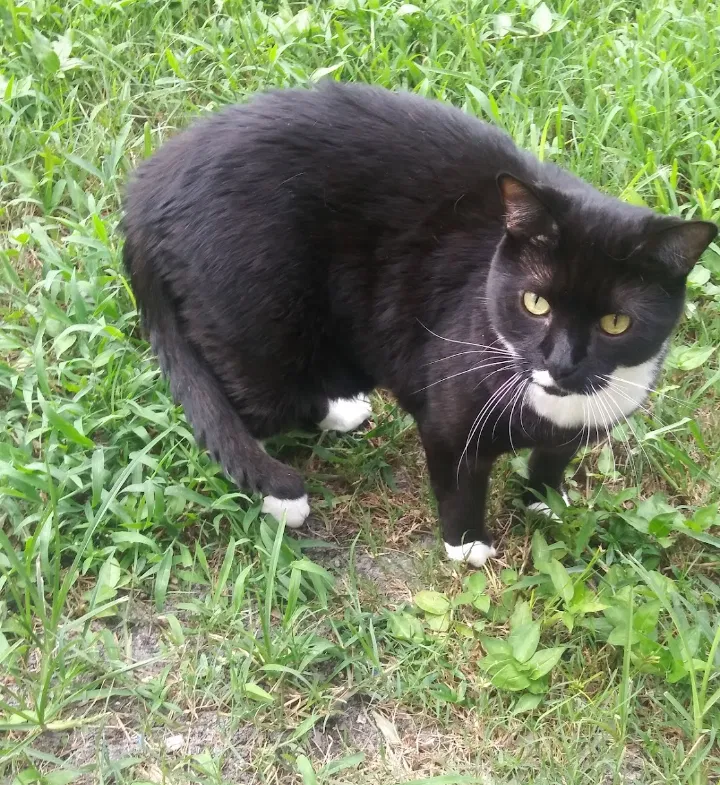 Lost cat in New Port Richey, FL, 34655