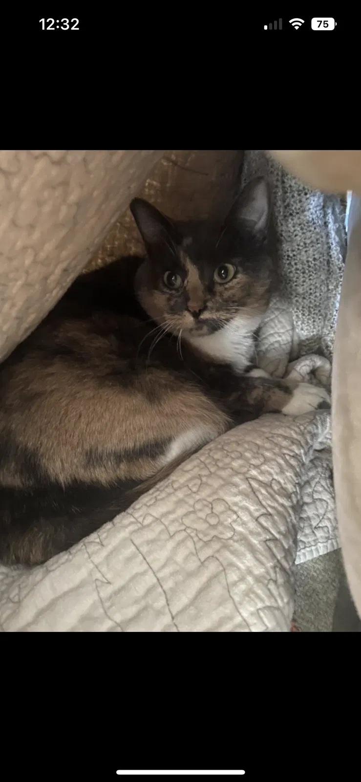 Lost cat in Dallas, TX, 75220