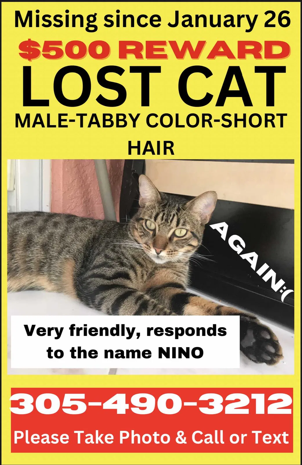 Lost cat in Miami, FL, 33145