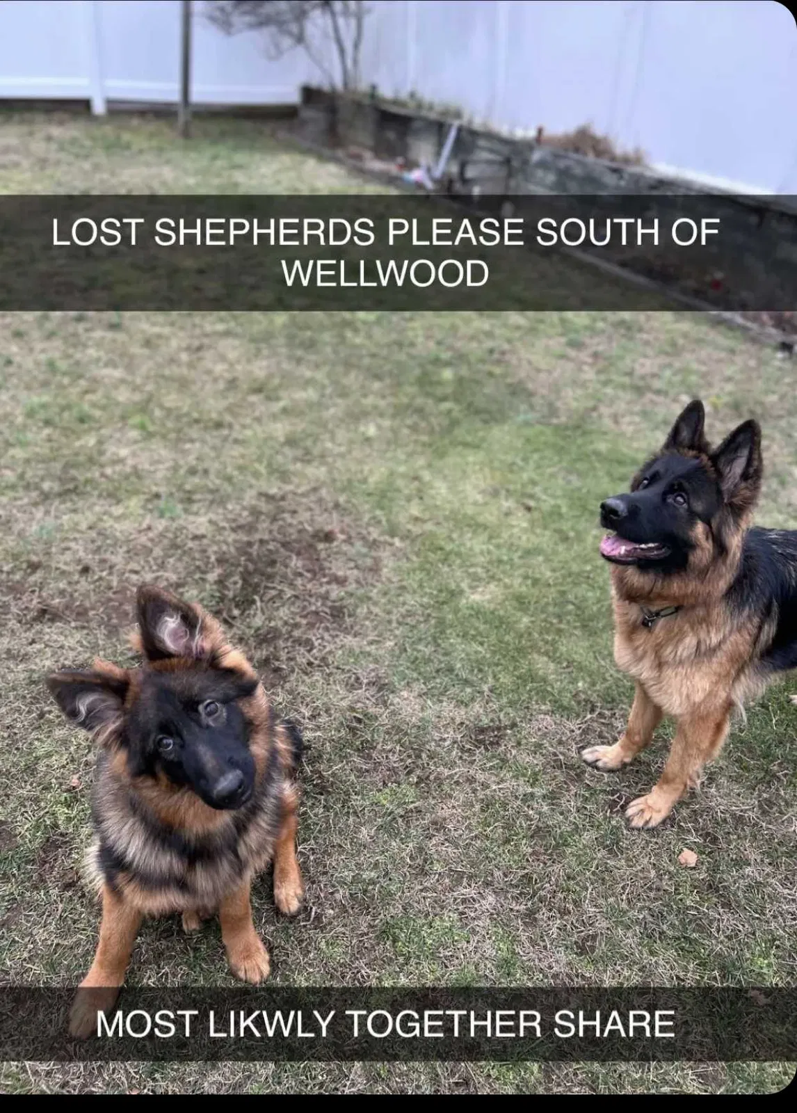 Lost dog in Lindenhurst, NY, 11757