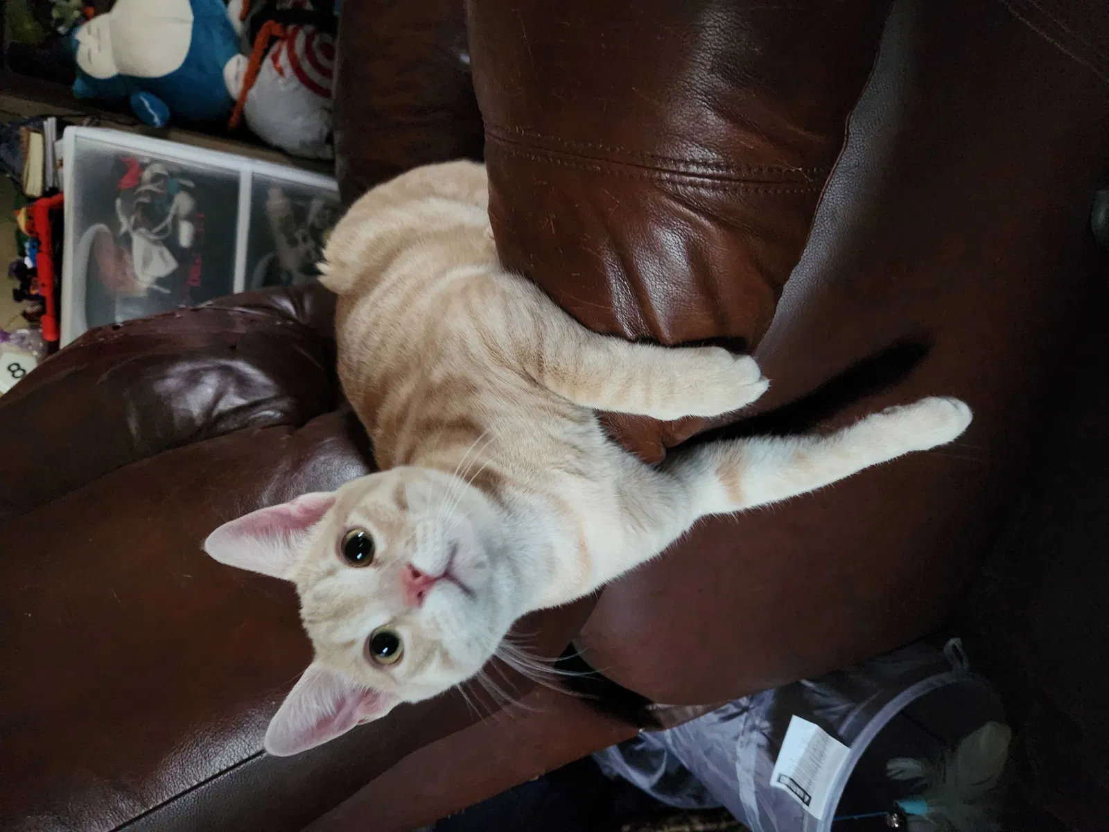Lost cat in San Martin, CA, 95046