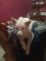 Lost dog in Modesto, CA, 95358