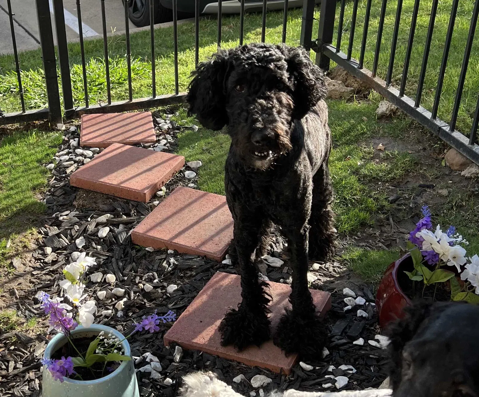 Lost dog in Fort Worth, TX, 76137