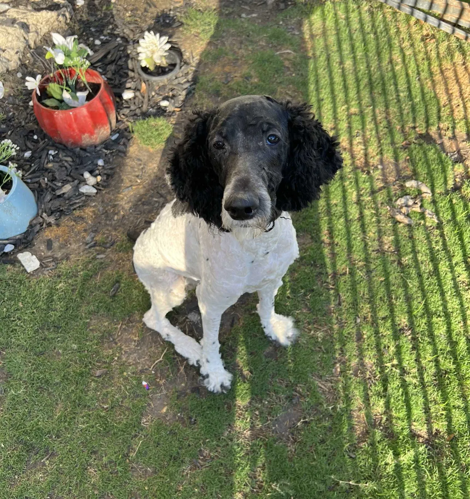 Lost dog in Fort Worth, TX, 76137