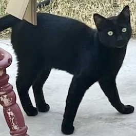 Found cat in Las Vegas, NV, 89108