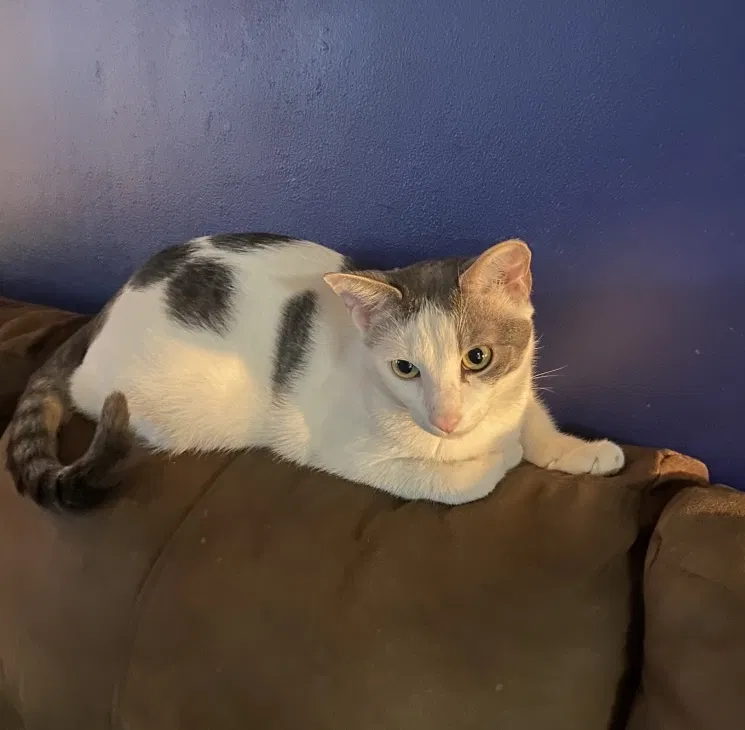 Lost cat in Bacliff, TX, 77518