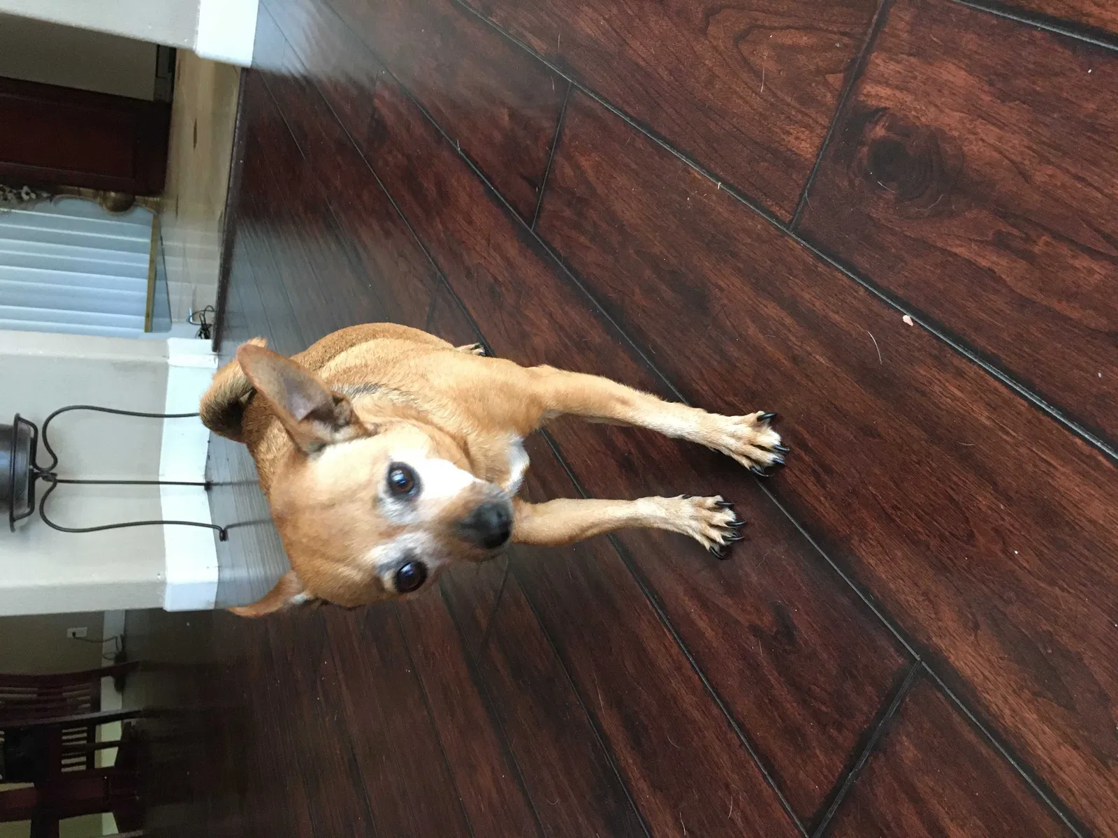 Lost dog in Fremont, CA, 94536