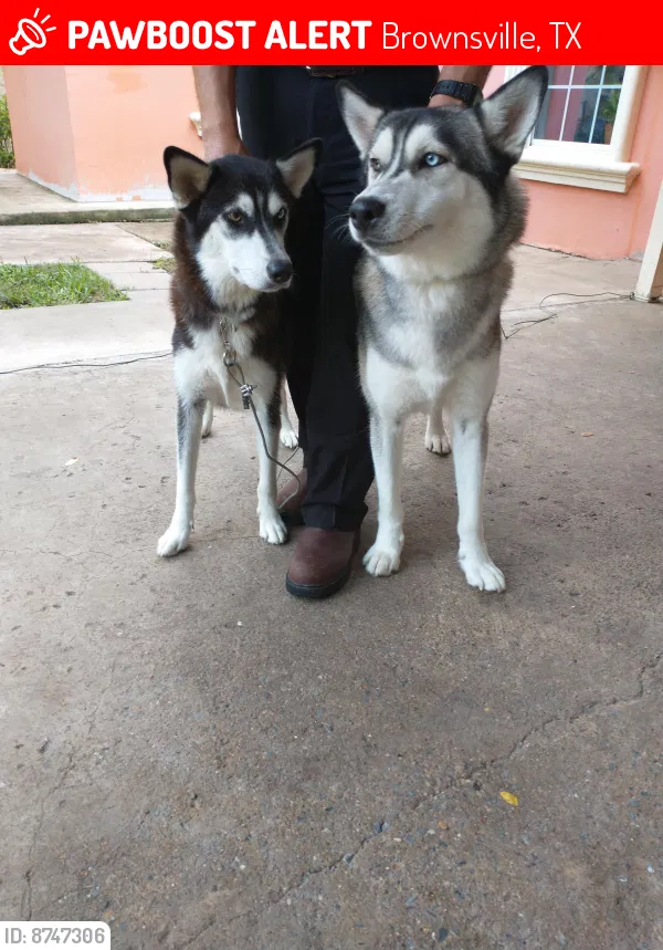 Lost dog in Brownsville, TX, 78526
