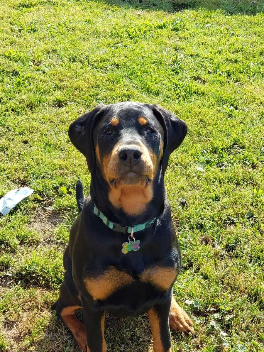 Lost dog in Everett, WA, 98201