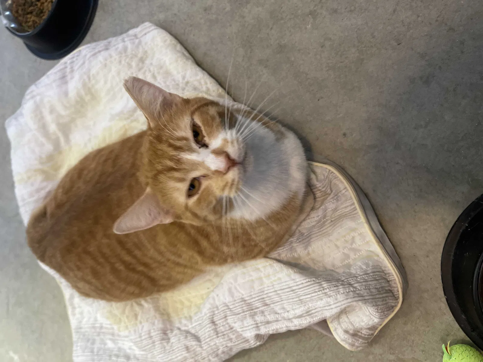 Lost cat in Muncie, IN, 47303