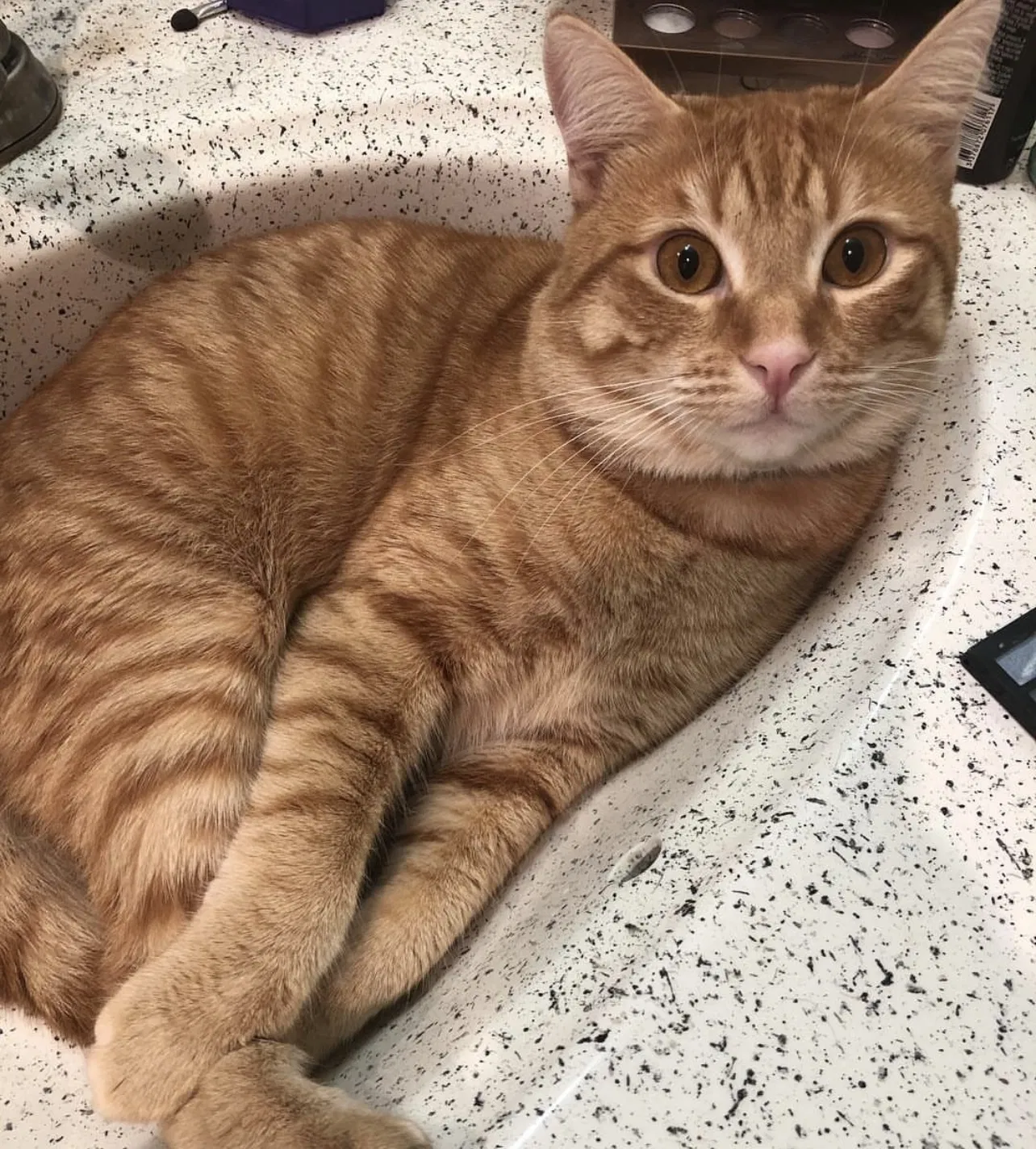 Lost cat in Hanford, CA, 93230