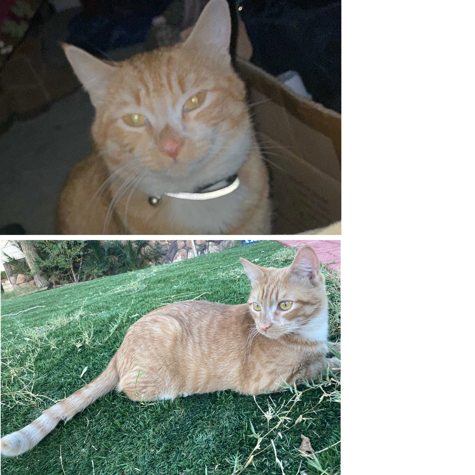 Lost cat in Las Vegas, NV, 89123