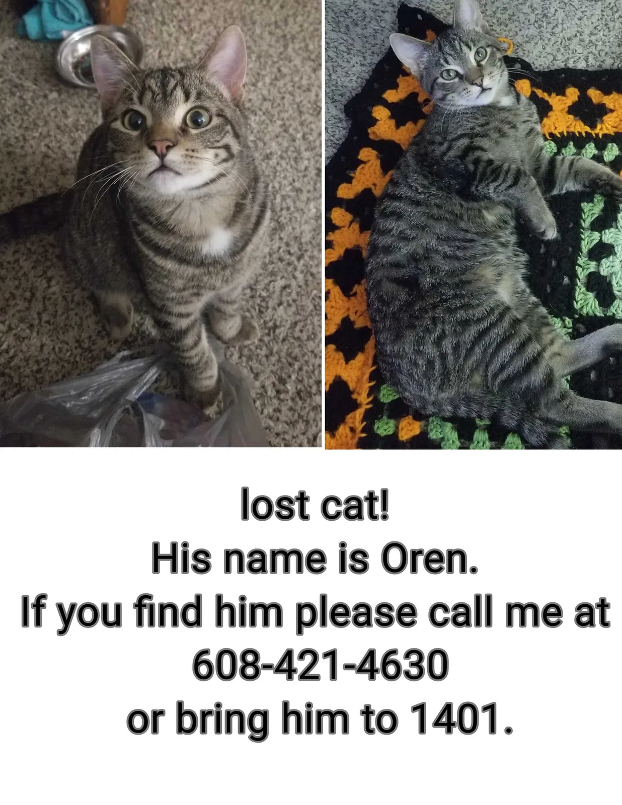 Lost cat in Sun Prairie, WI, 53590