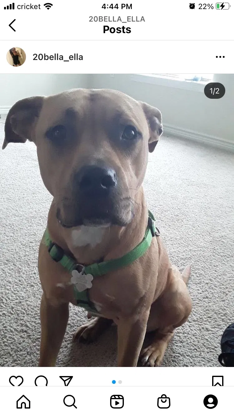 Lost dog in San Antonio, TX, 78211