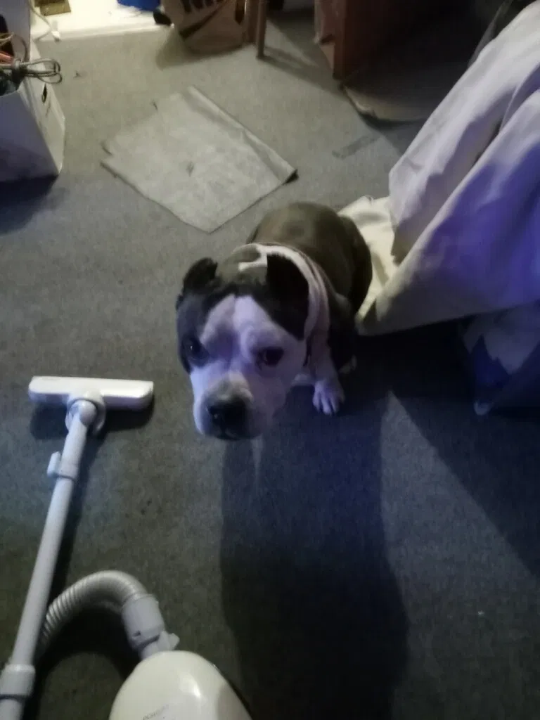 Lost dog in San Bernardino, CA, 92405