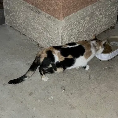 Found cat in Henderson, NV, 89014