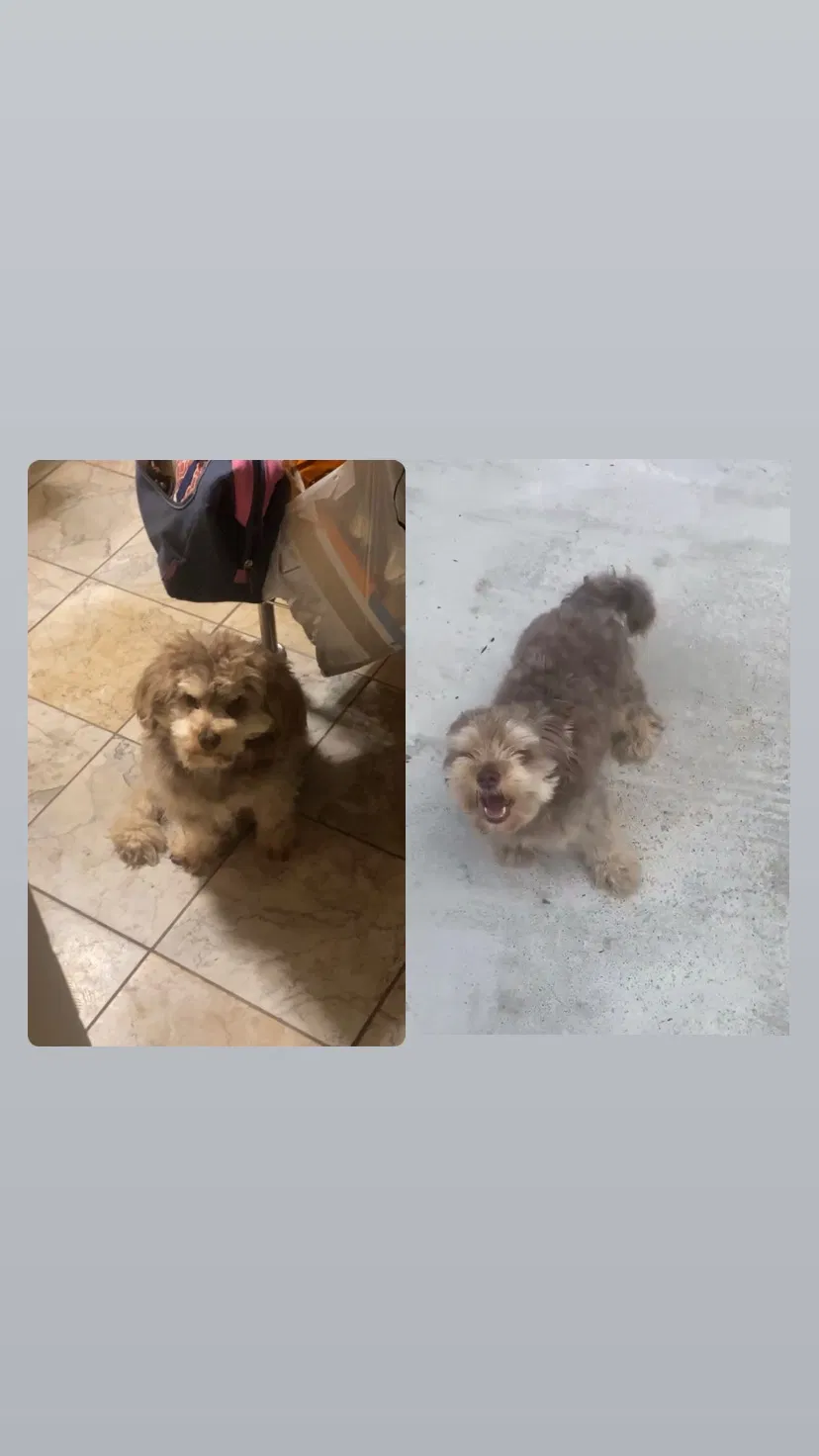 Lost dog in Virginia Beach, VA, 23456