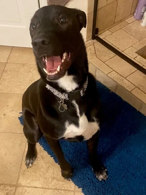 Lost dog in Spring, TX, 77388
