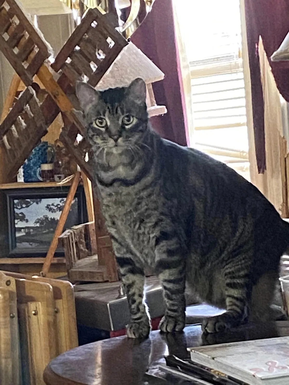 Lost cat in Conroe, TX, 77304