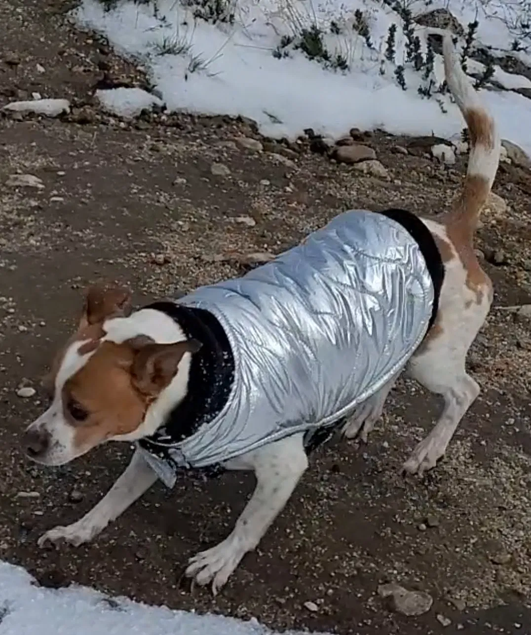 Lost dog in Indio, CA, 92201