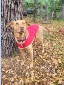 Lost dog in San Antonio, TX, 78216