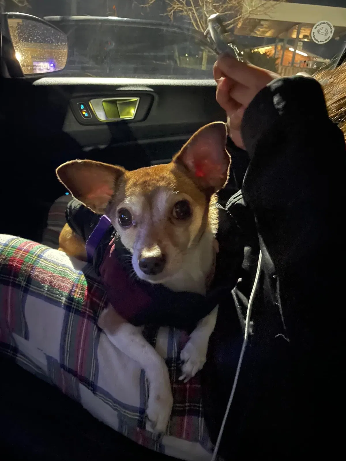 Lost dog in Fort Collins, CO, 80524