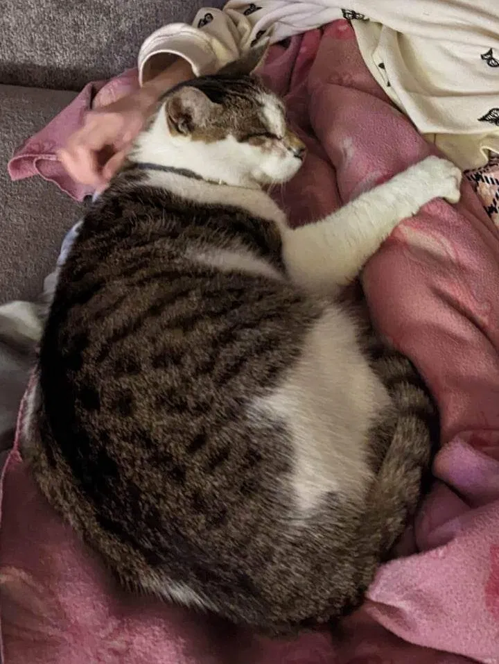 Lost cat in Clarksville, TN, 37042