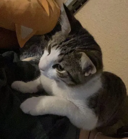 Lost cat in Cedar Park, TX, 78613