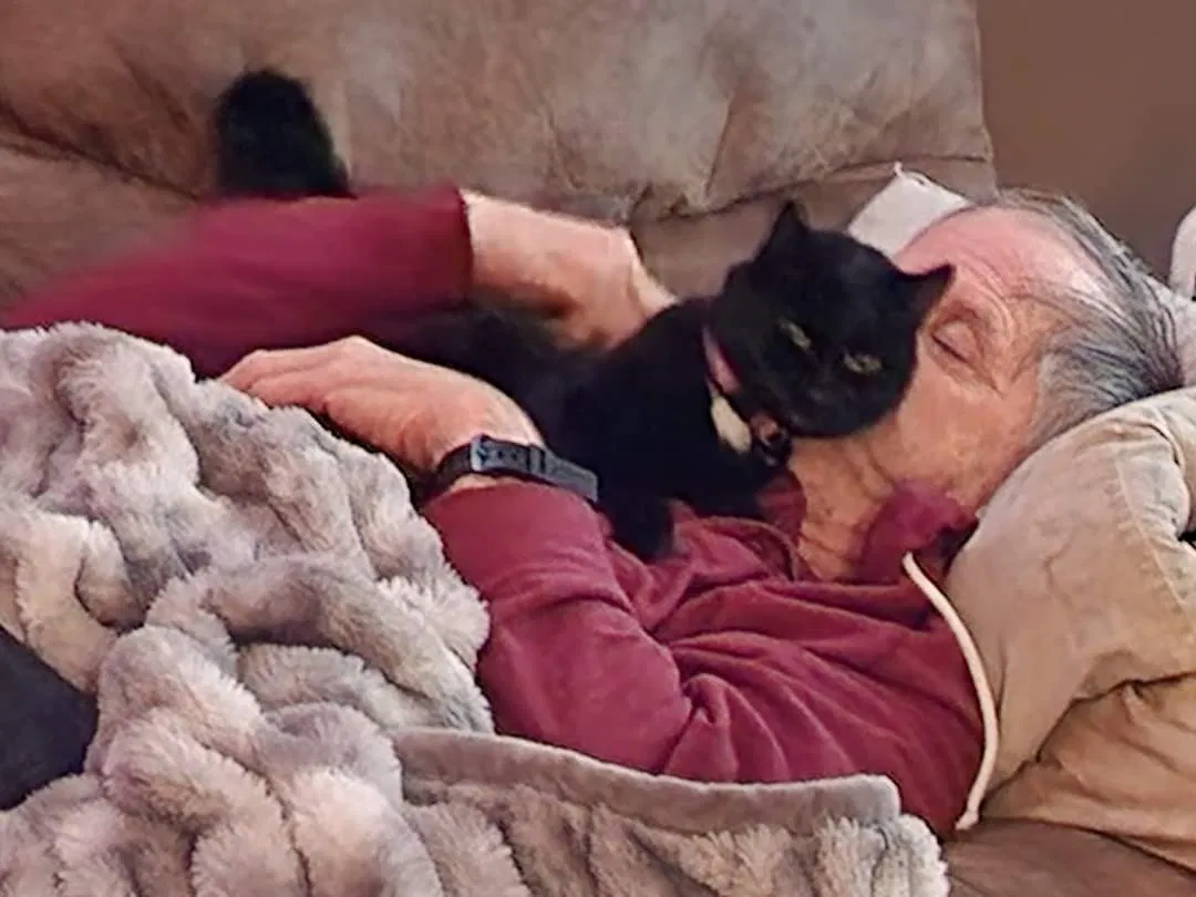 Lost cat in Toledo, OH, 43613