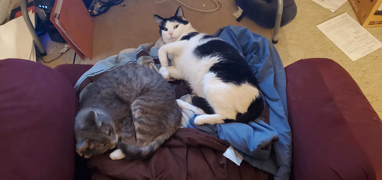 Lost cat in Aurora, CO, 80015