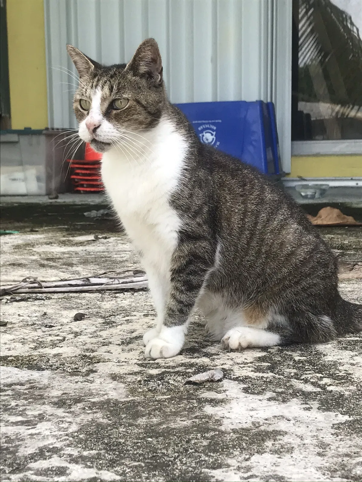Lost cat in Miami, FL, 33181