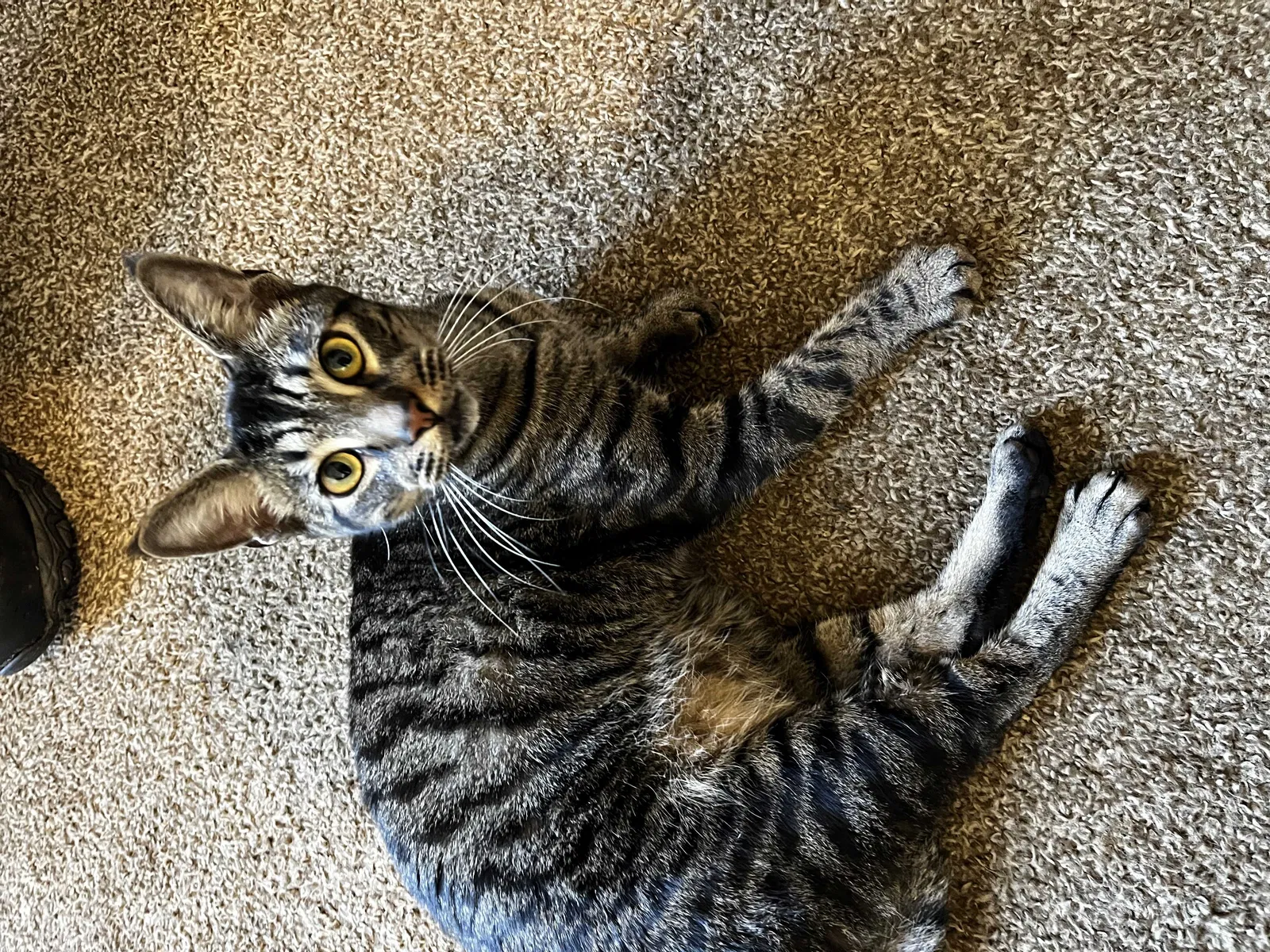 Lost cat in Wilson, NC, 27896